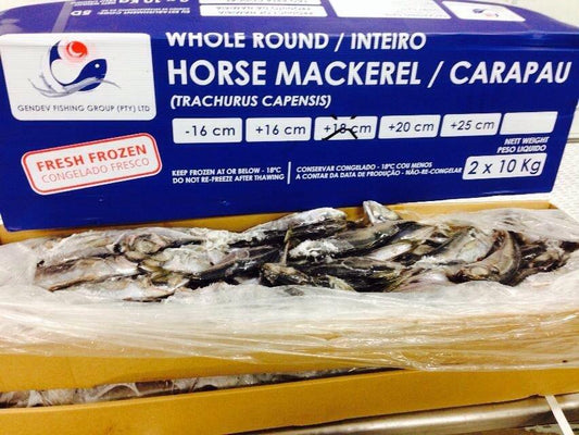 Horse Mackerel Fish Box