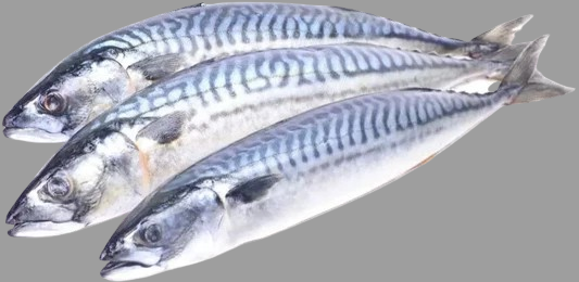 Mackerel Titus Fish Box