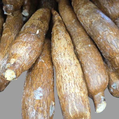 Fresh Cassava